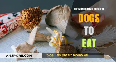 Can Dogs Eat Mushrooms? Safety, Benefits, and Risks Explained