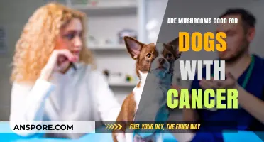 Mushrooms and Canine Cancer: Exploring Potential Benefits for Dogs