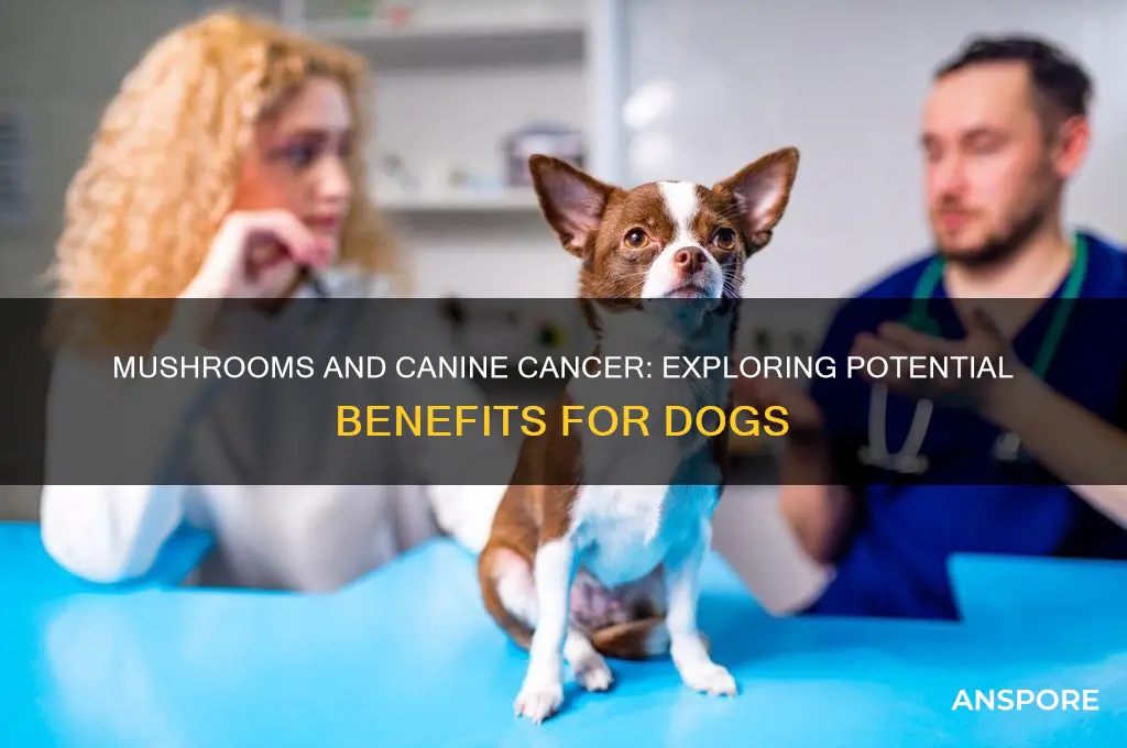 are mushrooms good for dogs with cancer