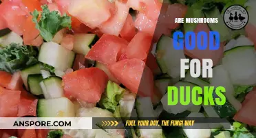 Mushrooms for Ducks: Nutritional Benefits or Potential Risks?