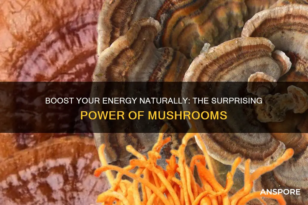 are mushrooms good for energy