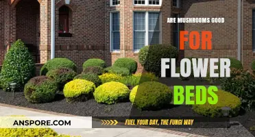 Mushrooms in Flower Beds: Benefits, Risks, and Gardening Tips