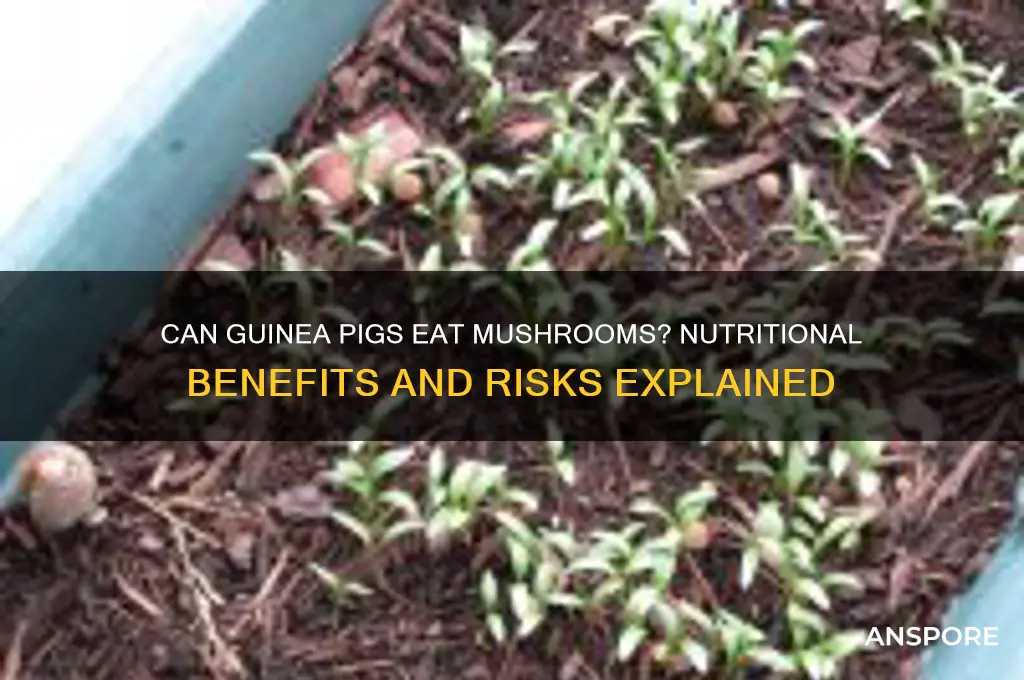 are mushrooms good for guinea pigs