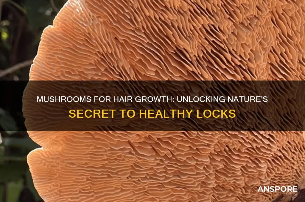 are mushrooms good for hair
