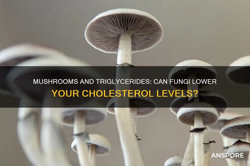 are mushrooms good for high triglycerides