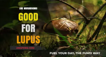 Mushrooms and Lupus: Uncovering Potential Benefits for Autoimmune Health