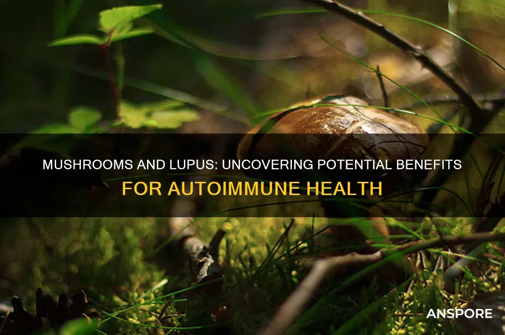are mushrooms good for lupus