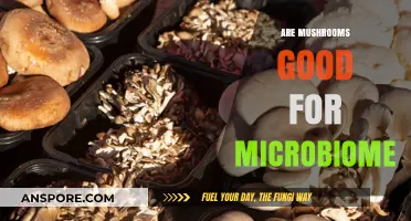 Mushrooms and Microbiome: Unlocking Gut Health Benefits Naturally