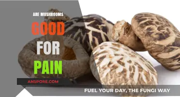 Mushrooms for Pain Relief: Natural Benefits and Scientific Insights