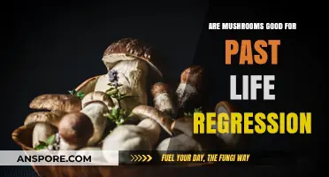 Mushrooms and Past Life Regression: Unlocking Memories or Myth?
