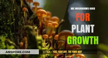Boosting Plant Growth: The Surprising Benefits of Mushrooms in Gardening