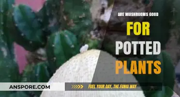 Mushrooms and Potted Plants: Benefits, Myths, and Gardening Tips