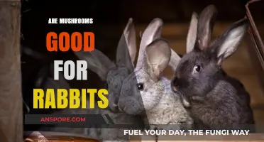 Can Rabbits Safely Eat Mushrooms? Nutritional Benefits and Risks Explained