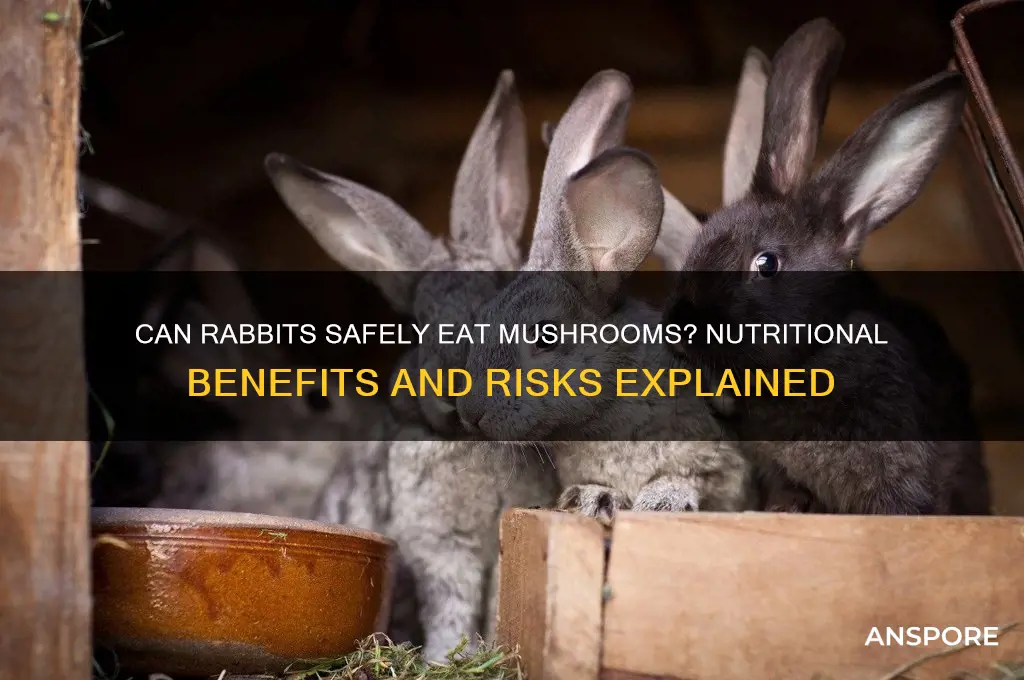 are mushrooms good for rabbits