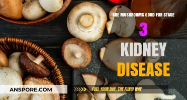 Mushrooms and Kidney Health: Benefits for Stage 3 Disease Patients