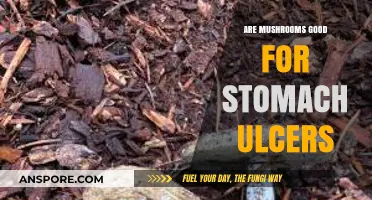 Mushrooms and Stomach Ulcers: Healing Benefits or Harmful Effects?