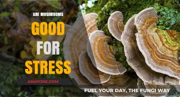 Mushrooms and Stress Relief: Unlocking Nature's Calming Superfood Potential