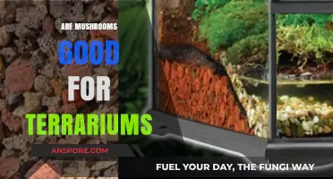 Mushrooms in Terrariums: Benefits, Challenges, and Best Practices Explained