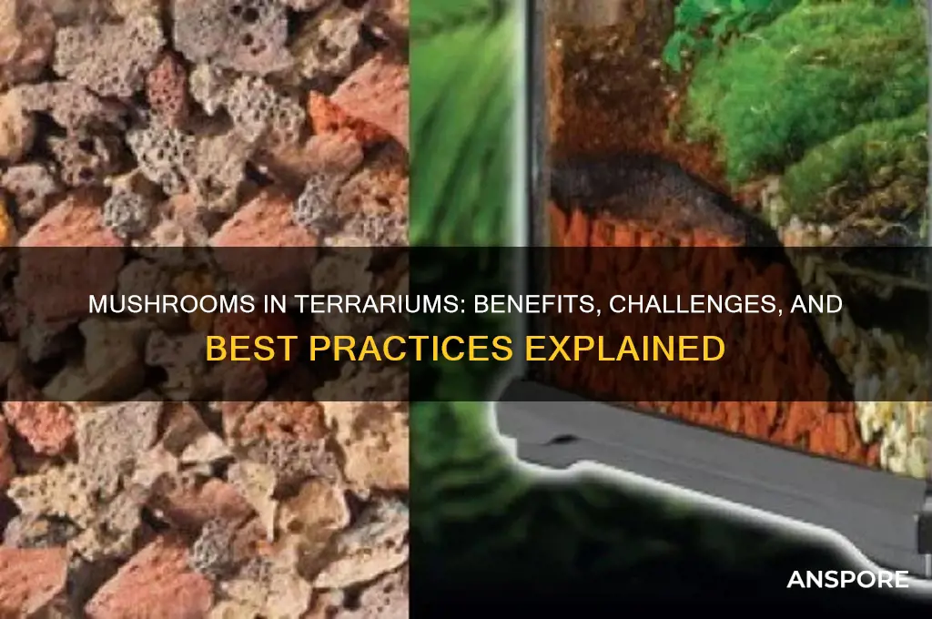 are mushrooms good for terrariums