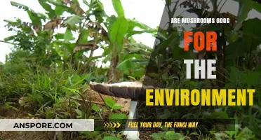 Mushrooms' Eco-Friendly Impact: How Fungi Benefit Our Environment