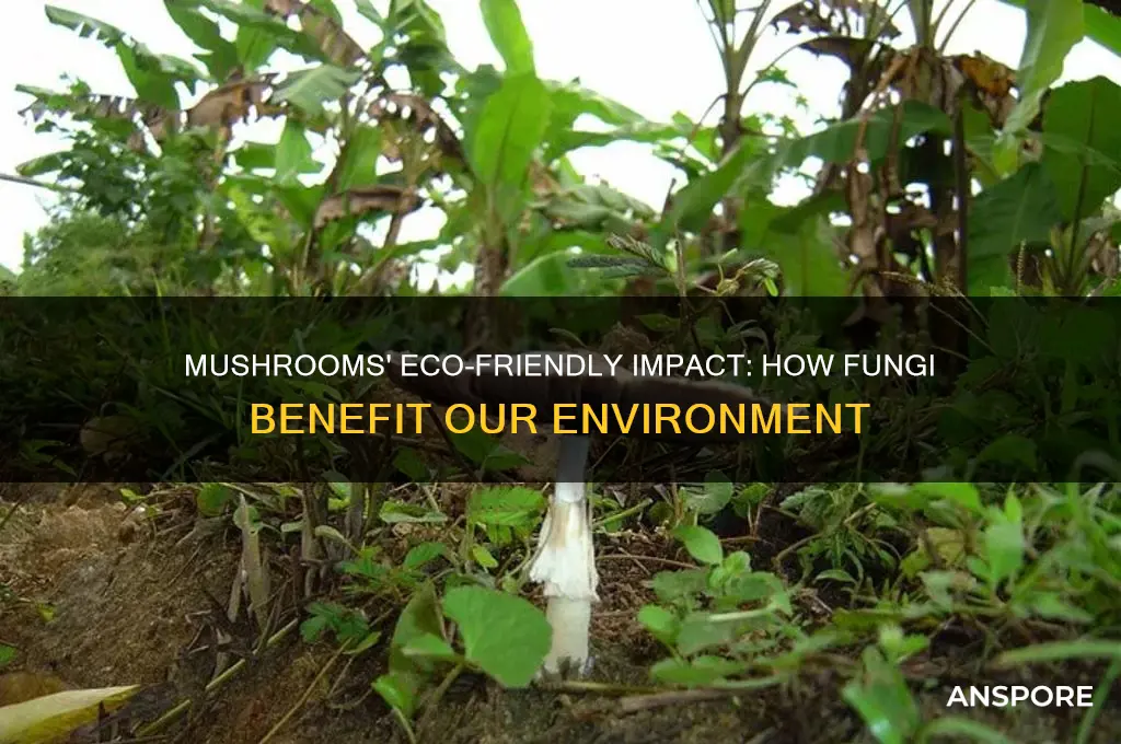 are mushrooms good for the environment
