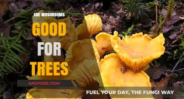 Mushrooms and Trees: Unveiling the Symbiotic Benefits of Mycorrhizal Relationships