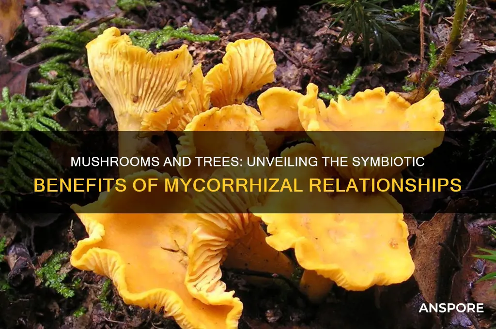 are mushrooms good for trees