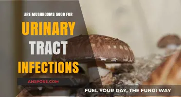 Mushrooms and UTIs: Exploring Their Potential Benefits for Urinary Health