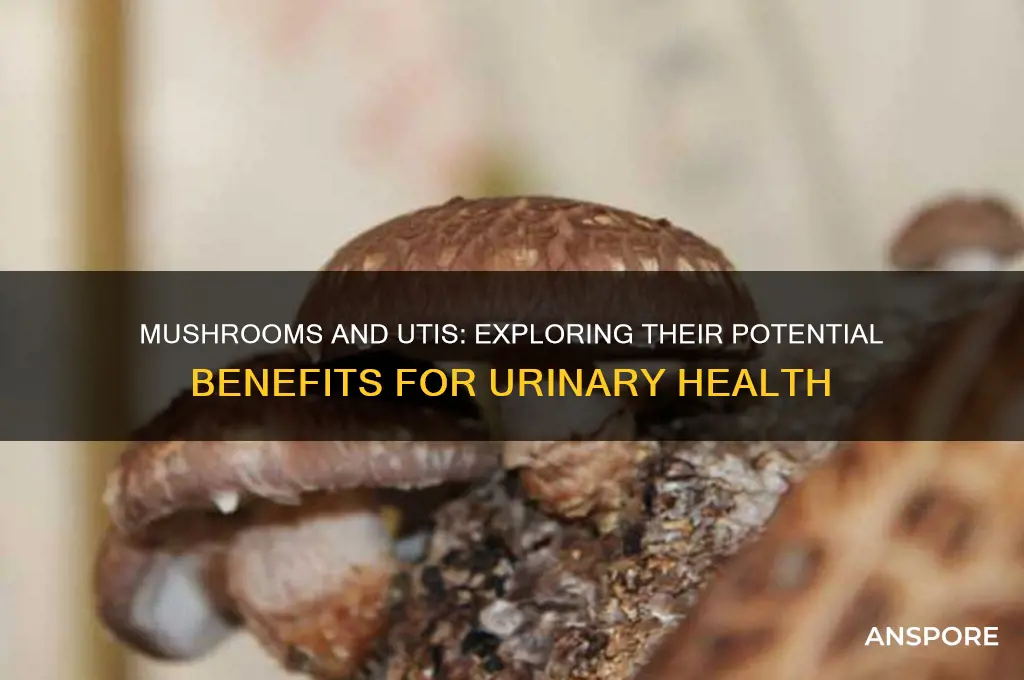 are mushrooms good for urinary tract infections