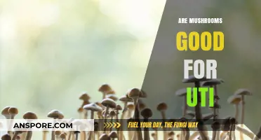 Mushrooms and UTIs: Exploring Their Potential Benefits and Effects