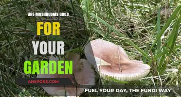 Boost Your Garden's Health: The Surprising Benefits of Mushrooms