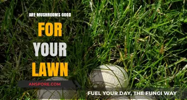 Mushrooms in Your Lawn: Benefits, Myths, and Maintenance Tips