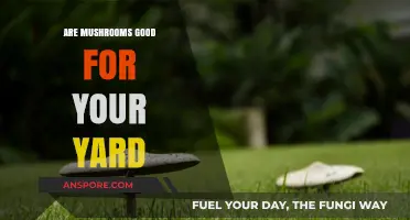 Mushrooms in Your Yard: Benefits, Myths, and Gardening Tips