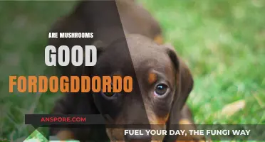 Mushrooms and Dogs: Safe or Harmful? A Complete Guide