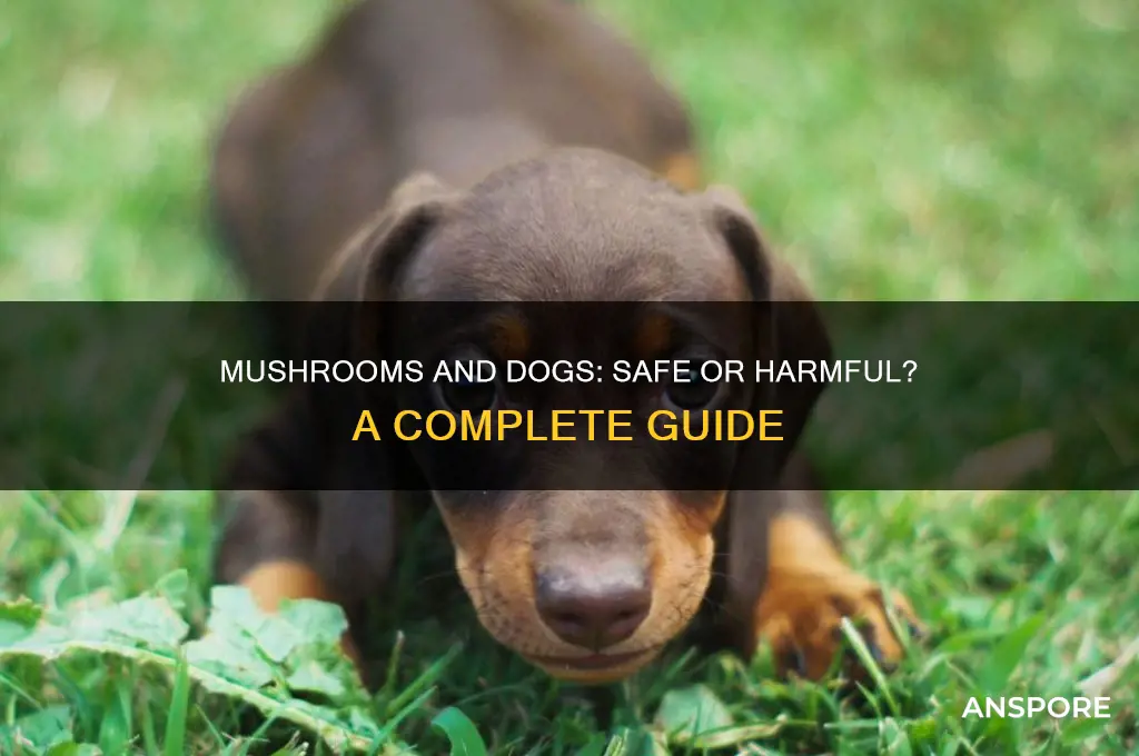 are mushrooms good fordogddordogd0dg00