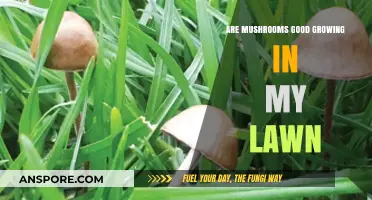 Mushrooms in Your Lawn: Benefits, Concerns, and How to Manage Them