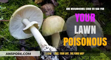Mushrooms in Your Lawn: Beneficial, Harmful, or Poisonous?