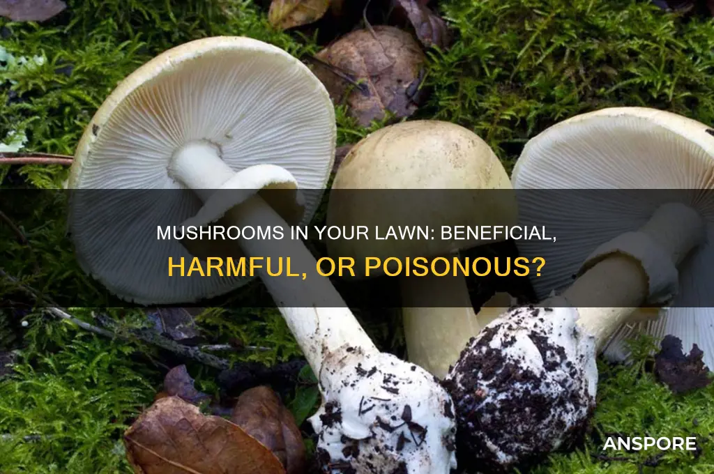 are mushrooms good or bad for your lawn poisonous