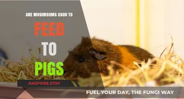 Mushrooms for Pigs: Benefits, Risks, and Feeding Tips Explained