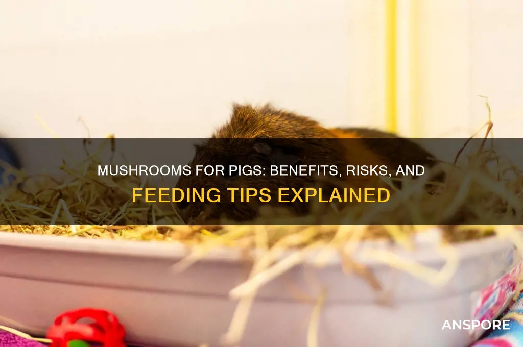 are mushrooms good to feed to pigs