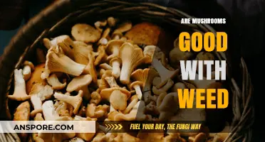 Mushrooms and Weed: Exploring the Benefits and Effects Together