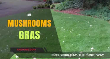 Mushrooms: Grass or Unique Kingdom?