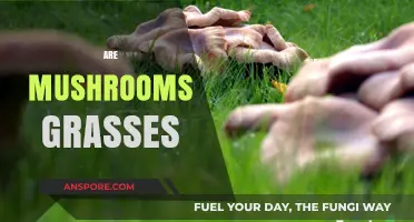 Mushrooms: Grasses or Fungi?