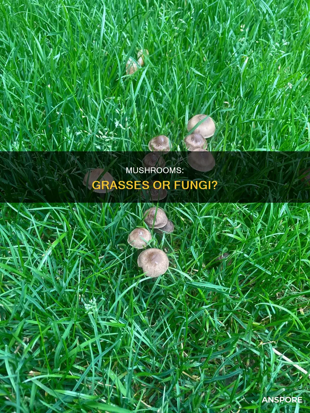 are mushrooms grasses