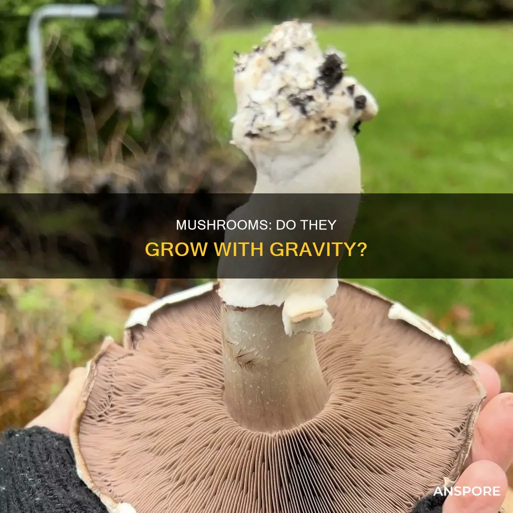 are mushrooms gravitropic