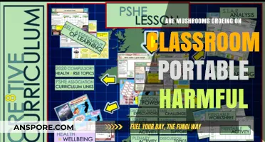 Mushroom Growth in Classrooms: What's the Risk?