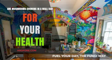 Mushrooms in Wall Bars: Health Benefits or Hidden Hazards?