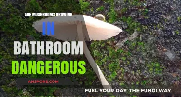 Are Bathroom Mushrooms Harmful? Understanding Risks and Safe Removal Tips