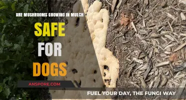 Mushrooms in Mulch: Are They Safe for Your Dog?