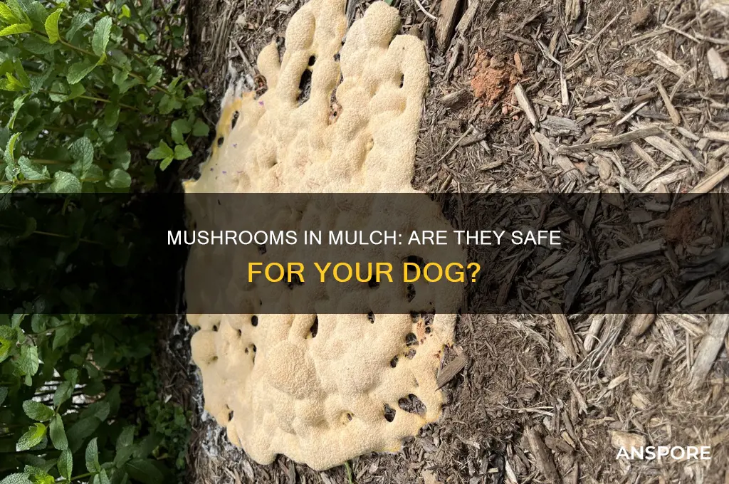 are mushrooms growing in mulch safe for dogs